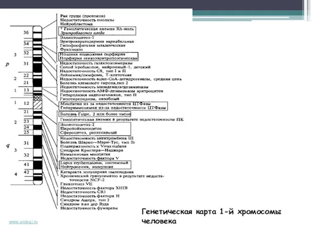 Генетическая карта 1-й хромосомы человека www.urologi.ru