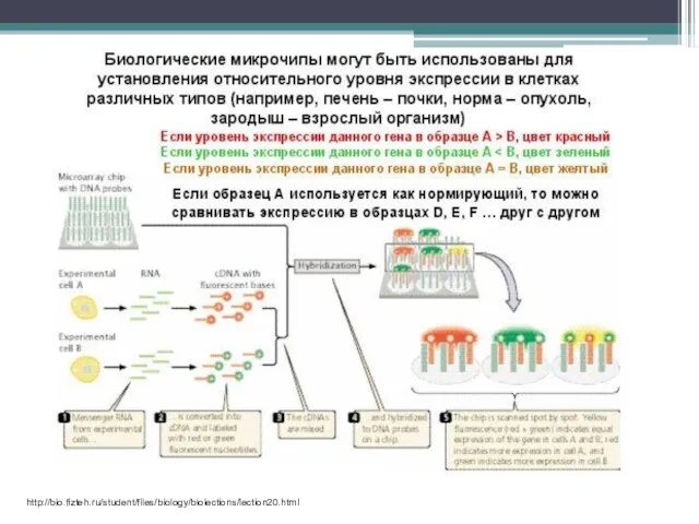 http://bio.fizteh.ru/student/files/biology/biolections/lection20.html