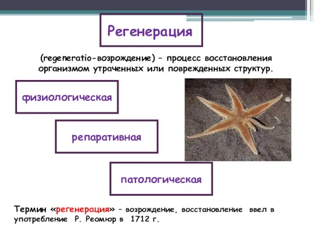 Регенерация физиологическая репаративная патологическая (regeneratio-возрождение) – процесс восстановления организмом утраченных