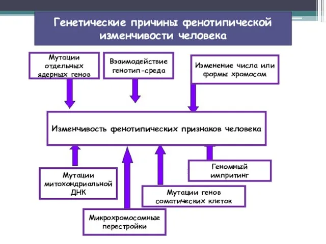 Генетические причины фенотипической изменчивости человека Изменчивость фенотипических признаков человека Мутации