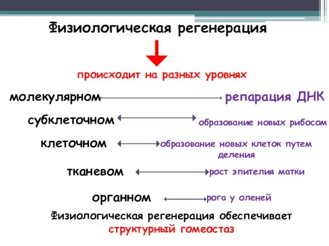 Физиологическая регенерация происходит на разных уровнях молекулярном субклеточном клеточном тканевом