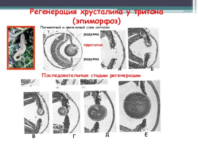 Регенерация хрусталика у тритона (эпиморфоз) Пигментный и зрительный слои сетчатки