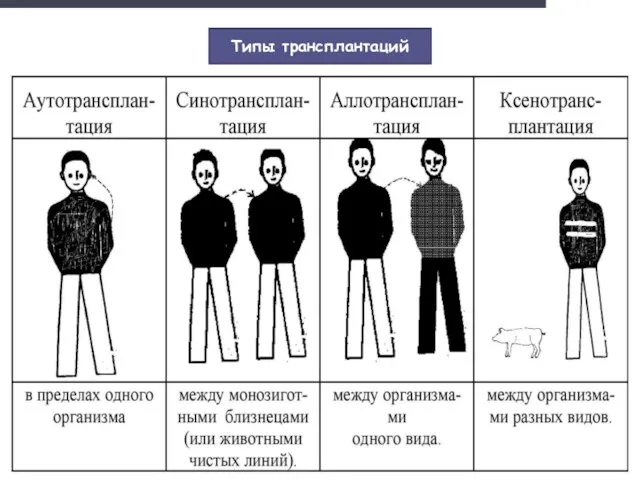 Типы трансплантаций