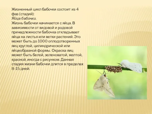 Жизненный цикл бабочки состоит из 4 фаз (стадий): Яйца бабочки.