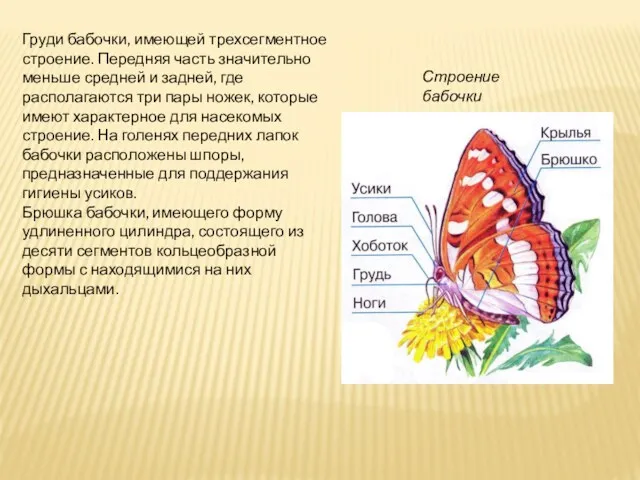 Груди бабочки, имеющей трехсегментное строение. Передняя часть значительно меньше средней