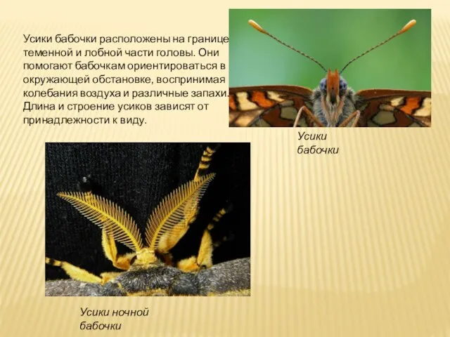 Усики бабочки расположены на границе теменной и лобной части головы.