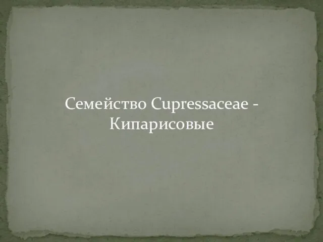 Семейство Cupressaceae - Кипарисовые