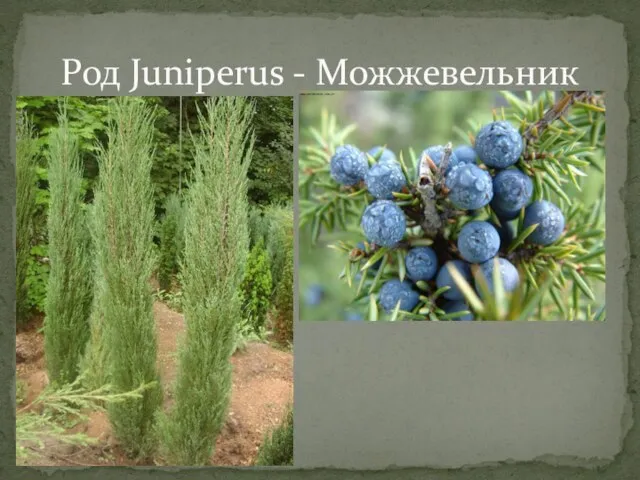 Род Juniperus - Можжевельник