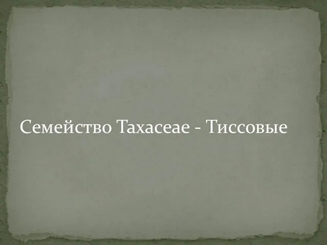 Семейство Taxaceae - Тиссовые