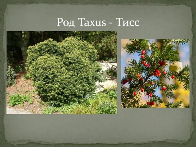 Род Taxus - Тисс