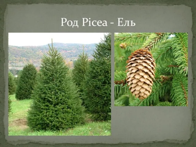 Род Picea - Ель