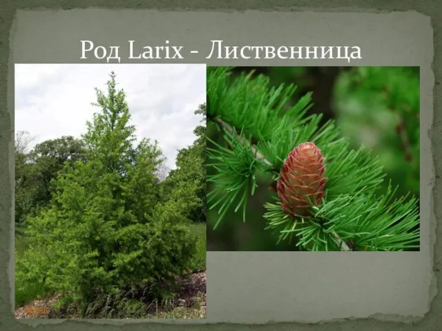 Род Larix - Лиственница