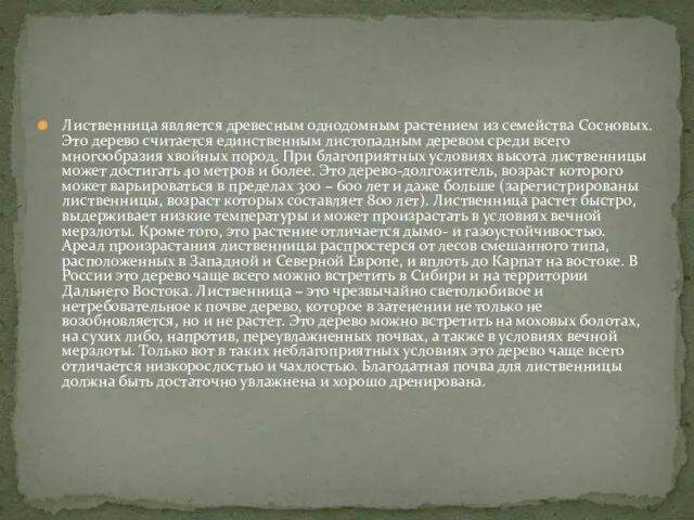 Лиственница является древесным однодомным растением из семейства Сосновых. Это дерево считается единственным листопадным