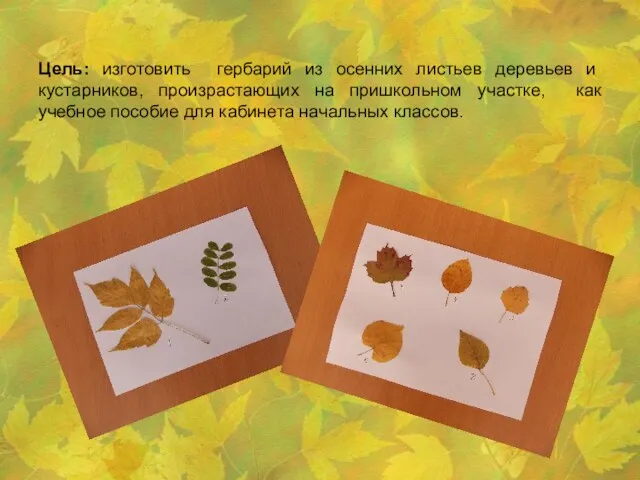 Цель: изготовить гербарий из осенних листьев деревьев и кустарников, произрастающих