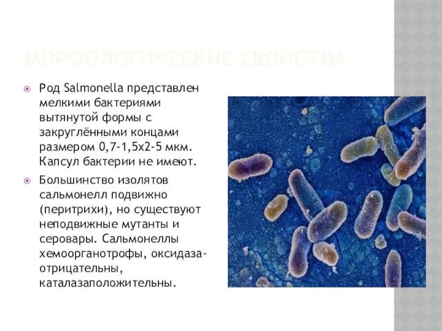 МОРФОЛОГИЧЕСКИЕ СВОЙСТВА Род Salmonella представлен мелкими бактериями вытянутой формы с закруглёнными концами размером