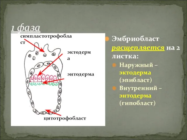 1 фаза Эмбриобласт расщепляется на 2 листка: Наружный – эктодерма (эпибласт) Внутренний –