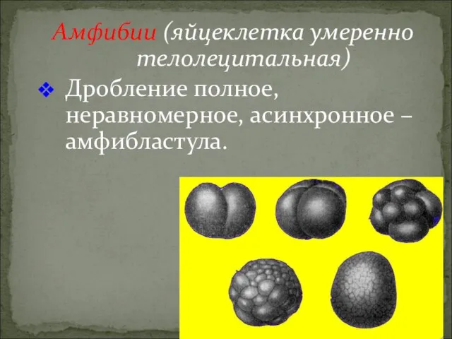 Амфибии (яйцеклетка умеренно телолецитальная) Дробление полное, неравномерное, асинхронное –амфибластула.