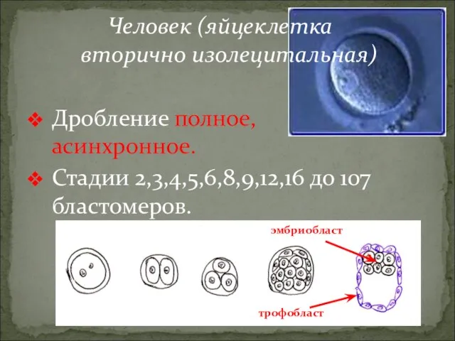 Человек (яйцеклетка вторично изолецитальная) Дробление полное, асинхронное. Стадии 2,3,4,5,6,8,9,12,16 до 107 бластомеров.