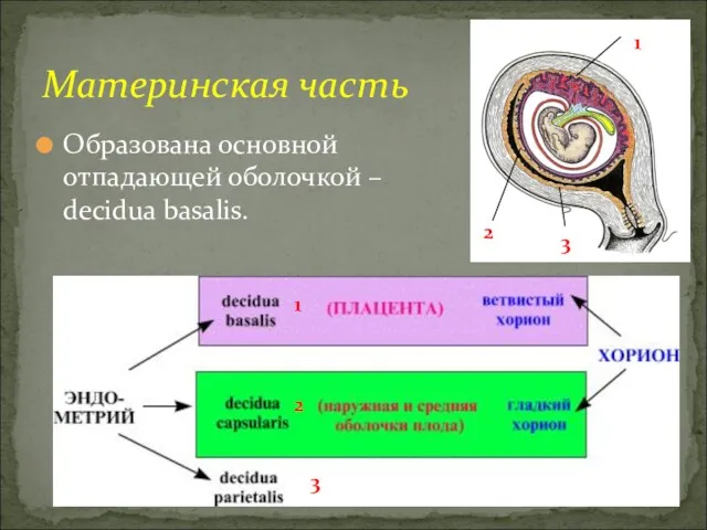 Материнская часть Образована основной отпадающей оболочкой – decidua basalis. 1 1 2 2 3 3