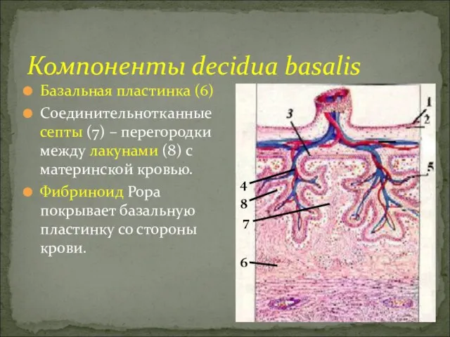 Компоненты decidua basalis Базальная пластинка (6) Соединительнотканные септы (7) – перегородки между лакунами