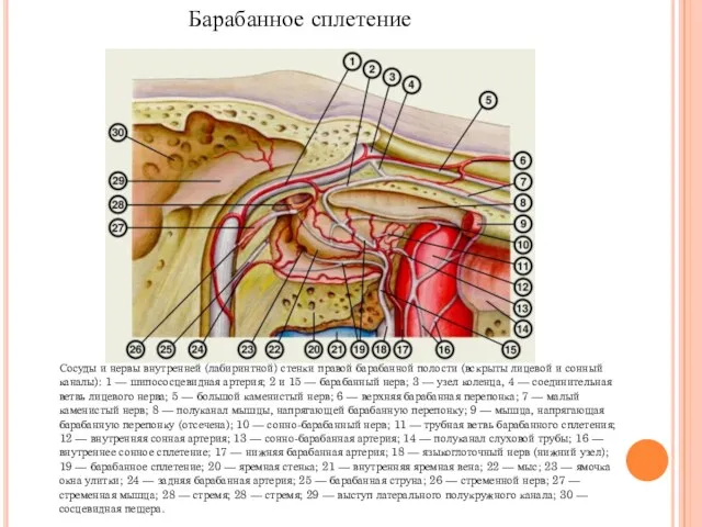 Сосуды и нервы внутренней (лабиринтной) стенки правой барабанной полости (вскрыты