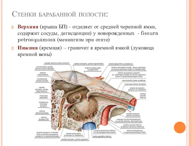 Стенки барабанной полости: Верхняя (крыша БП) - отделяет от средней