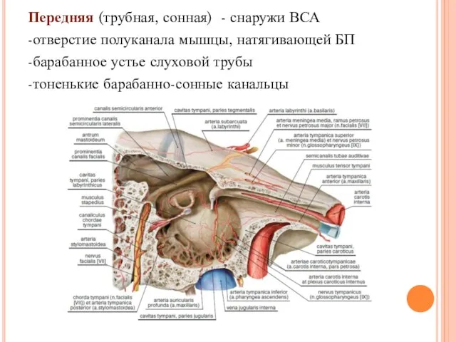 Передняя (трубная, сонная) - снаружи ВСА -отверстие полуканала мышцы, натягивающей