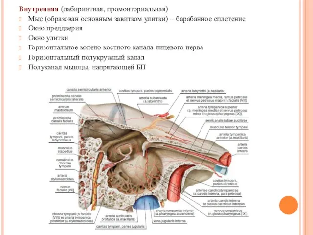 Внутренняя (лабиринтная, промонториальная) Мыс (образован основным завитком улитки) – барабанное