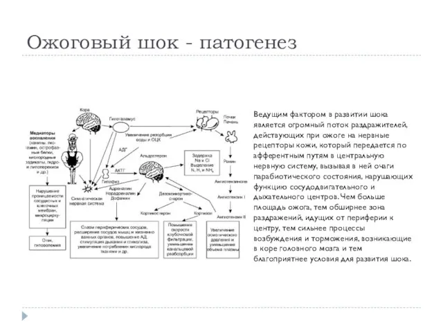 Ожоговый шок - патогенез Ведущим фактором в развитии шока является