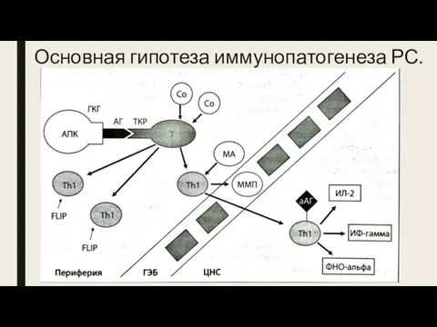 Основная гипотеза иммунопатогенеза РС. Активация (сенсибилизация) Т-лимфоцитов в периферической крови