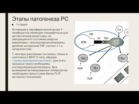 Этапы патогенеза РС I стадия. Активация в периферической крови Т-лимфоцитов,