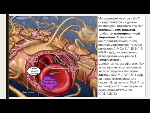 Миграция лейкоцитов в ЦНС осуществляется на уровне капилляров. Для этого,