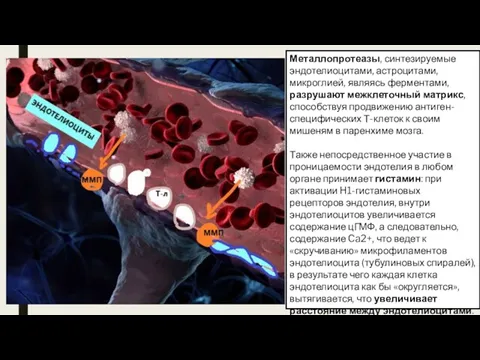 Металлопротеазы, синтезируемые эндотелиоцитами, астроцитами, микроглией, являясь ферментами, разрушают межклеточный матрикс,