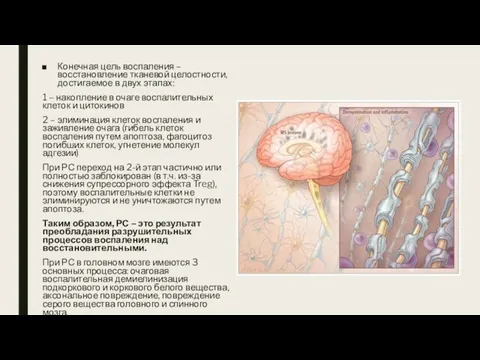 Конечная цель воспаления – восстановление тканевой целостности, достигаемое в двух