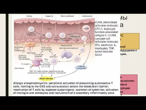 Иммунные механизмы разрушения миелина 1) Воспалительная аутоиммунная демиелинизация, обусловленная цитотоксическими