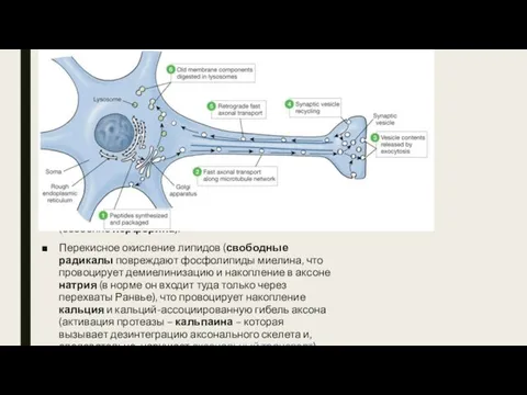 Нейродегенерация при РС. Ранее считалось, что в основе хронизации течения