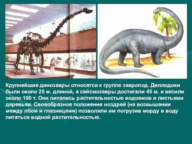 Крупнейшие динозавры относятся к группе завропод. Диплодоки были около 25