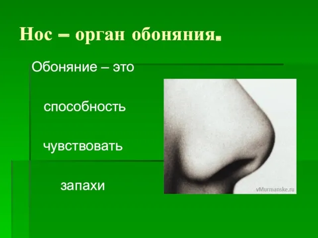 Нос – орган обоняния. Обоняние – это способность чувствовать запахи