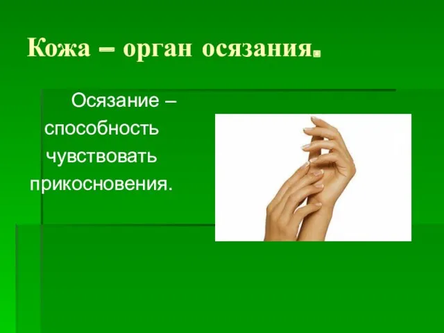 Кожа – орган осязания. Осязание – способность чувствовать прикосновения.