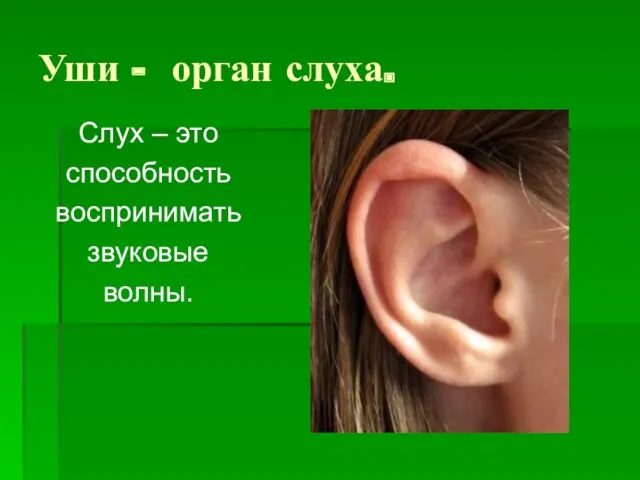 Уши - орган слуха. Слух – это способность воспринимать звуковые волны.
