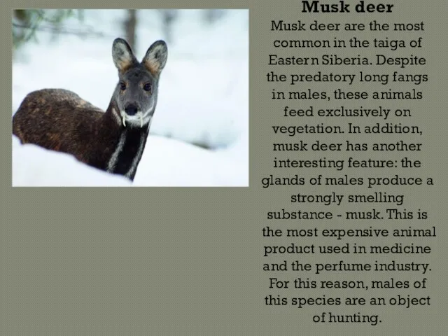 Musk deer Musk deer are the most common in the