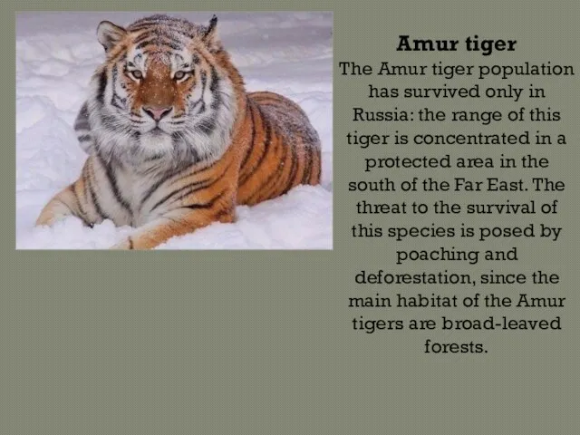 Amur tiger The Amur tiger population has survived only in