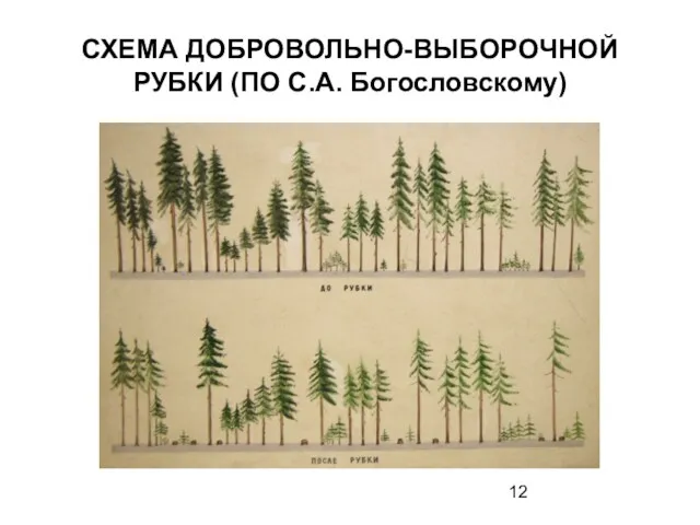 СХЕМА ДОБРОВОЛЬНО-ВЫБОРОЧНОЙ РУБКИ (ПО С.А. Богословскому)