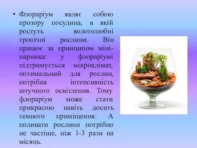 Флораріум являє собою прозору посудина, в якій ростуть вологолюбні тропічні