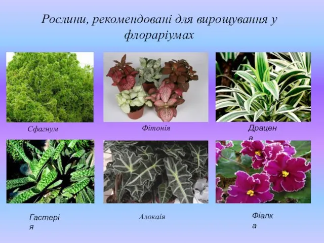 Рослини, рекомендовані для вирощування у флораріумах Сфагнум Фітонія Драцена Гастерія Алокаія Фіалка