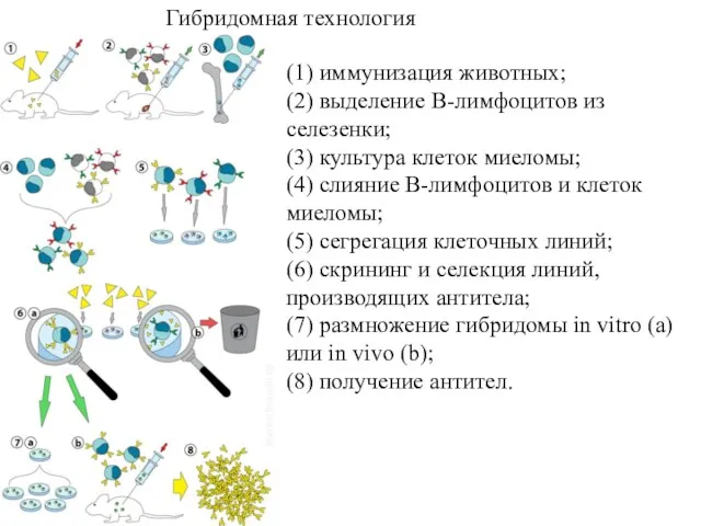 Гибридомная технология (1) иммунизация животных; (2) выделение В-лимфоцитов из селезенки;