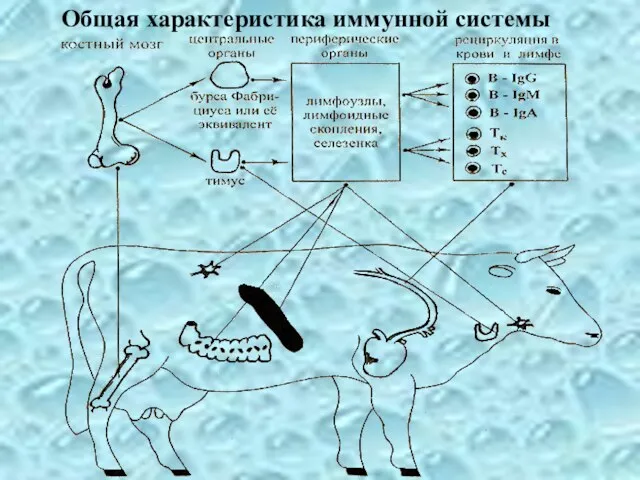 Общая характеристика иммунной системы