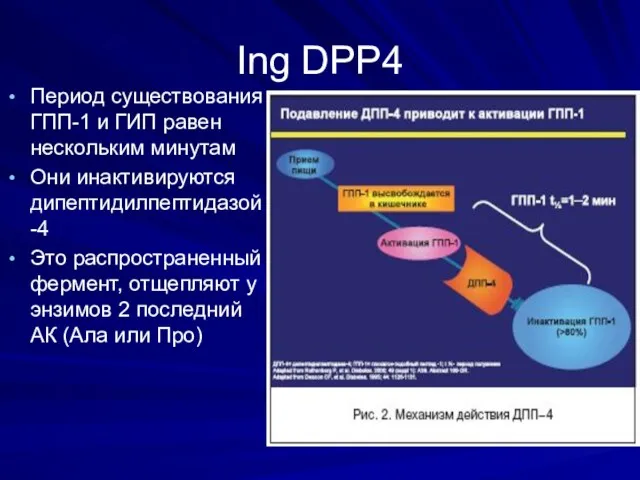 Ing DPP4 Период существования ГПП-1 и ГИП равен нескольким минутам Они инактивируются дипептидилпептидазой-4