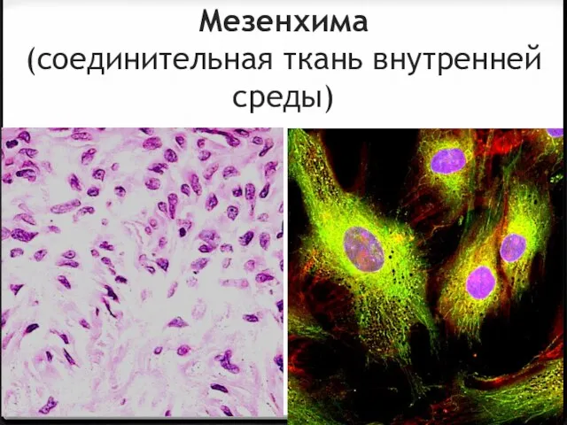 Мезенхима (соединительная ткань внутренней среды)