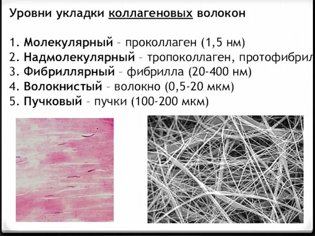 Уровни укладки коллагеновых волокон 1. Молекулярный – проколлаген (1,5 нм)